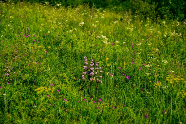 Campo verde e flores silvestres . — Fotografia de Stock