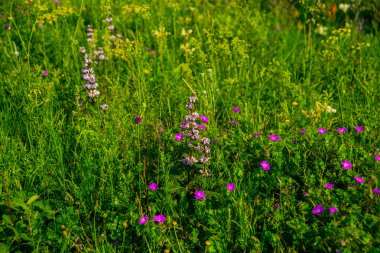 Yeşil alan ve kır çiçekleri.