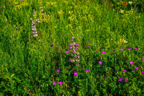 Campo verde e flores silvestres . — Fotografia de Stock