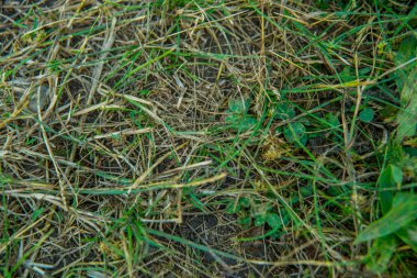 Yeşil alan ve kır çiçekleri.