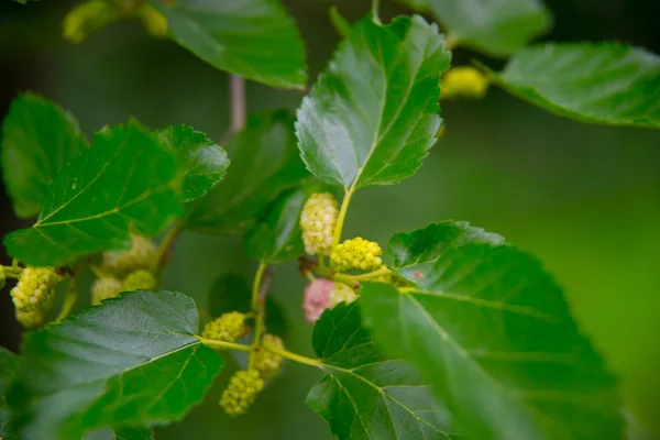 White berry on the branch, mulberry — 图库照片