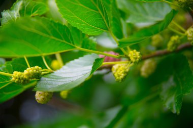 White berry on the branch, mulberry