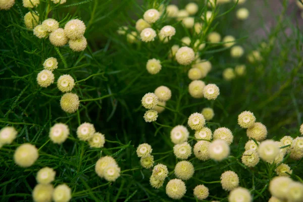 Gula runda små blommor på en bakgrund av grönt gräs. Textur, bakgrund. — Stockfoto