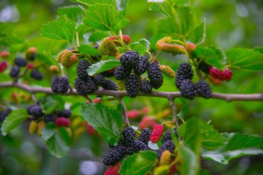 Black berry on a branch, mulberry
