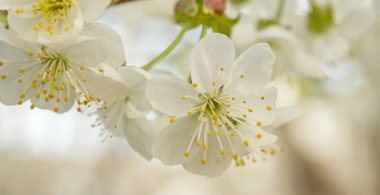 Doğa arka plan üzerinde kiraz çiçeği