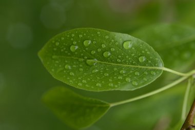 Su damlalı yeşil yaprak