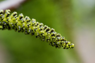 Nutwood çiçeği, doğal arka plan üzerinde taze çiğ