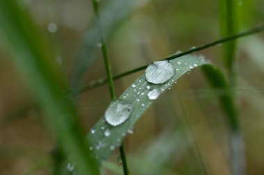 Bahar çimen, doğal arka plan üzerinde taze çiğ