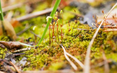 yağmur sonra büyüyen ve çiçek açan yosun 