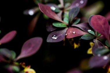 Kızamık dal sonra yağmur