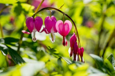 Doğa arka plan üzerinde kanama kalp çiçekler (Dicentra spectabils)