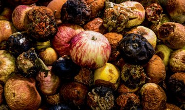 Çürük elma demet üzerinden taze elma