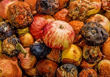 Çürük elma demet üzerinden taze elma