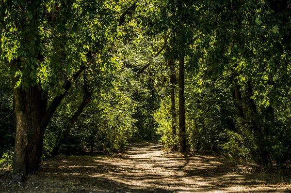 Caminho Floresta Manhã Com Belos Raios Sol — Fotografia de Stock