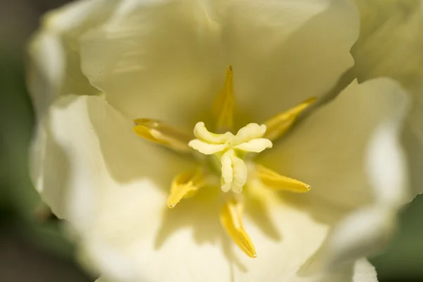 Close Tulip — Stock Photo, Image