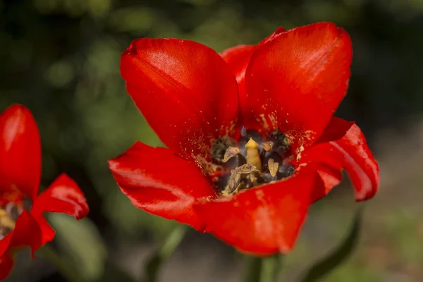 Primer Plano Una Flor Tulipán Sobre Fondo Naturaleza — Foto de Stock