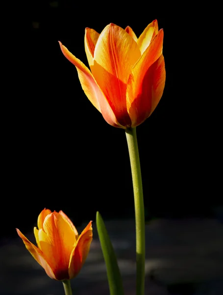 Zár Megjelöl Ból Egy Tulipán Virág Feletti Jellegű Háttér — Stock Fotó