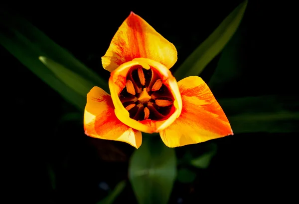 Close Van Een Tulip Bloem Achtergrond Van Natuur — Stockfoto