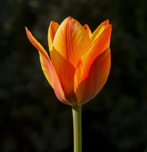 Close Van Een Tulip Bloem Achtergrond Van Natuur — Stockfoto