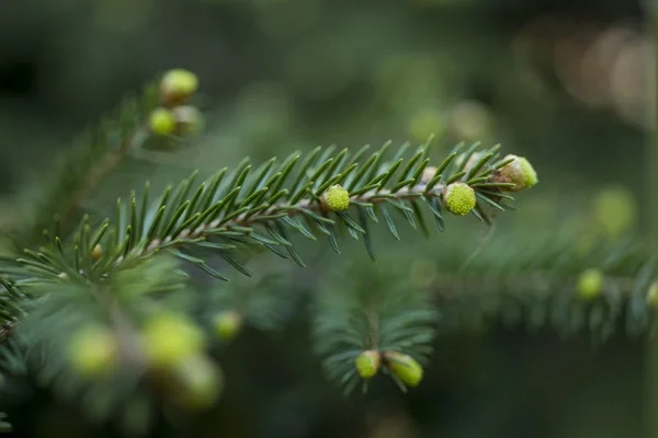 Spruce Pine Branch Young Green Cones Close — Stock Photo, Image