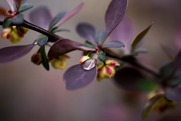 Kızamık dal sonra yağmur