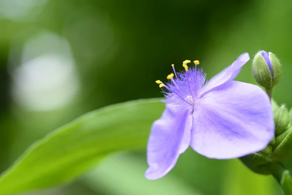 Blüte Spinnkraut Blume über Hintergrund — Stockfoto