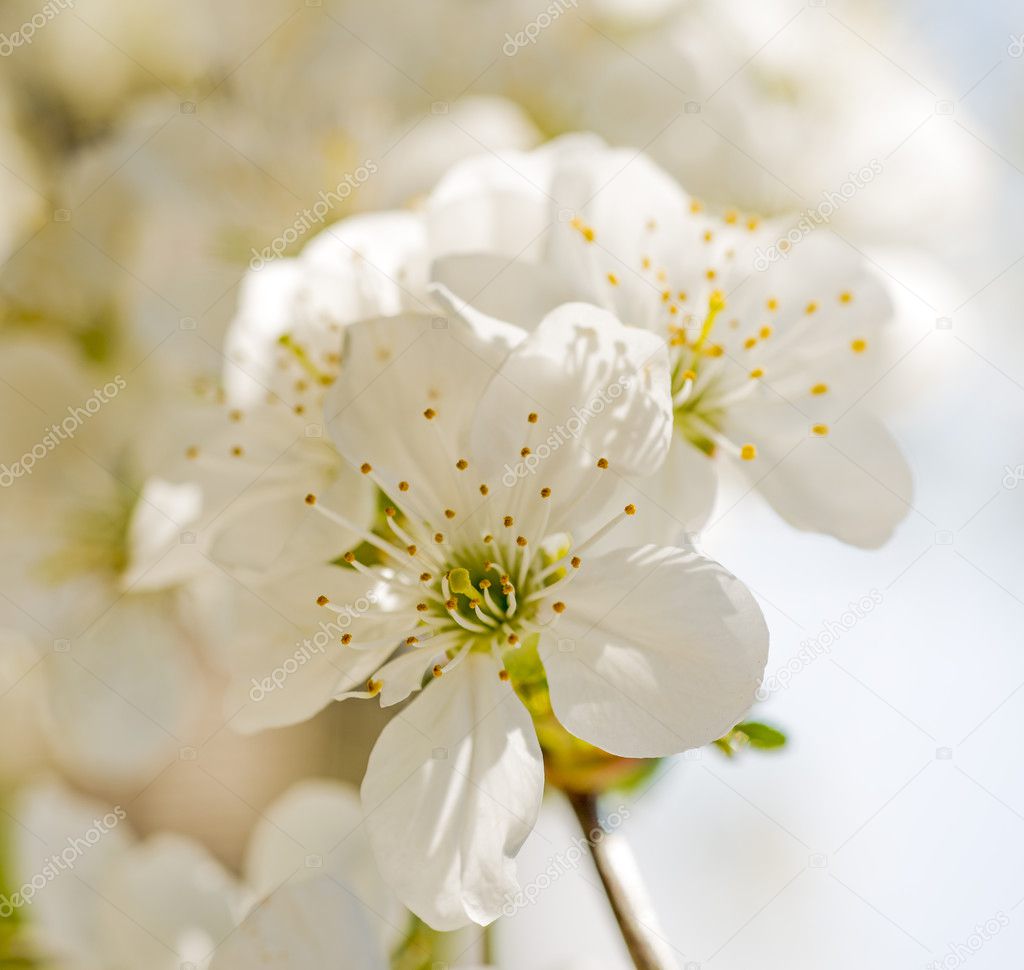 Blossom cherry over nature background