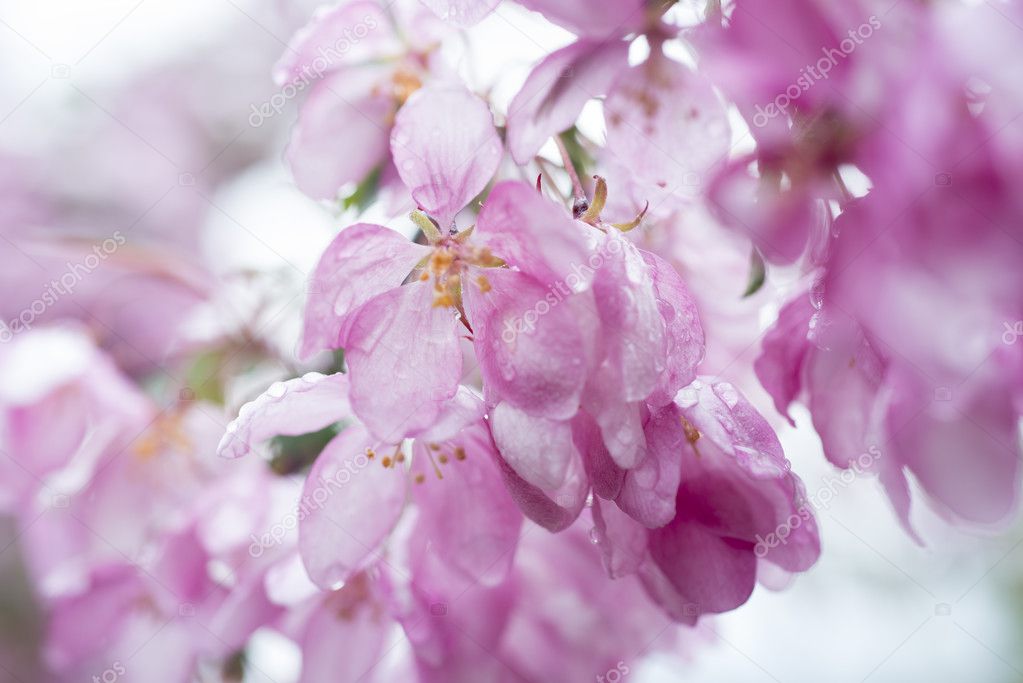 Blossom tree after rain