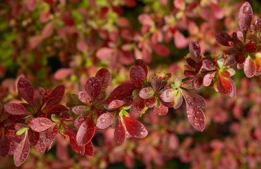 kırmızı ve pembe sonbahar yaprakları ağaçta