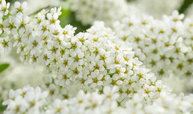 Bahçede beyaz çiçekler