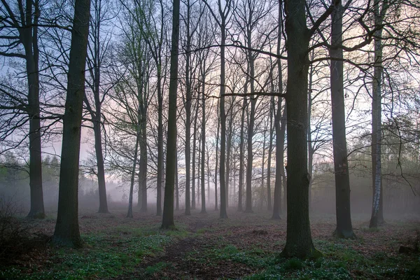 Beautiful misty evening