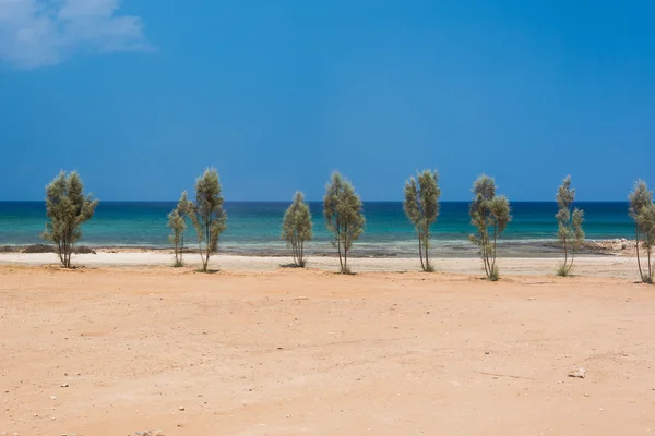 Línea de árboles jóvenes en la orilla del mar arenoso — Foto de Stock