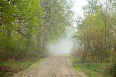 Beautiful misty evening