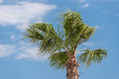 Rüzgarlı bir günde bir palmiye ağacının üstünde