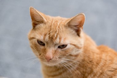 Kızıl kedinin portresi