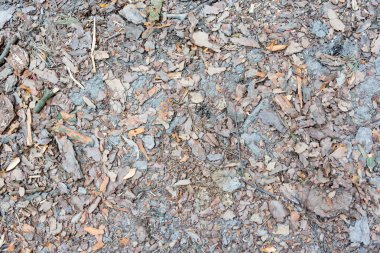 Ağaç kabuğu dokusu