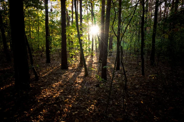 Travi di sole che splendono tra gli alberi nel bosco — Foto Stock