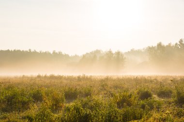 Güzel çayırlar ve sisli bir sabah forrest