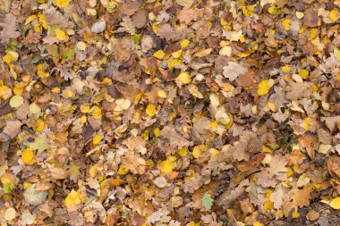 Ormanda yalan renkli sonbahar yaprakları