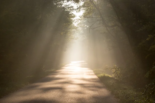 Sonnenstrahl kommt durch Bäume auf leere Straße — Stockfoto
