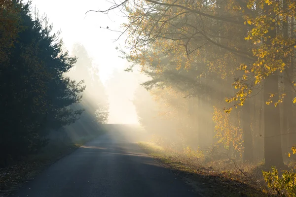 Trave di luce del sole che commuta attraverso gli alberi sulla strada vuota — Foto Stock
