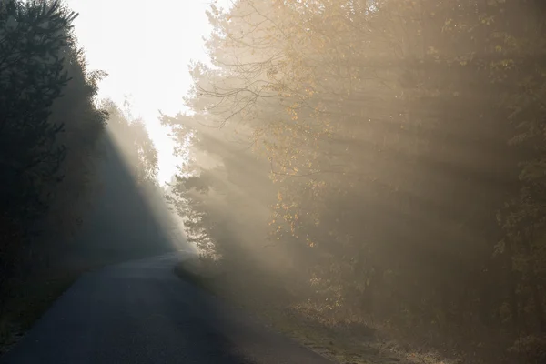 Trave di luce del sole che commuta attraverso gli alberi sulla strada vuota — Foto Stock