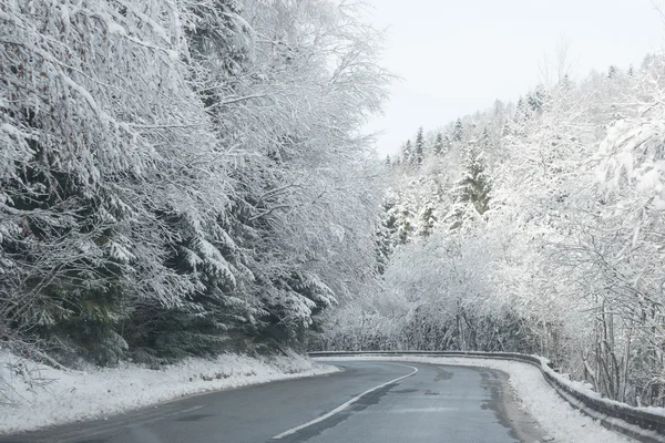 Красивые деревья вдоль дороги, покрытой снегом — стоковое фото
