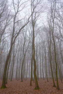 Orman puslu bir sonbahar sabahı