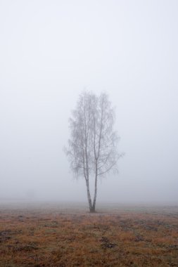 Yalnız huş ağacı