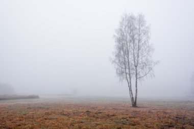 Yalnız huş ağacı