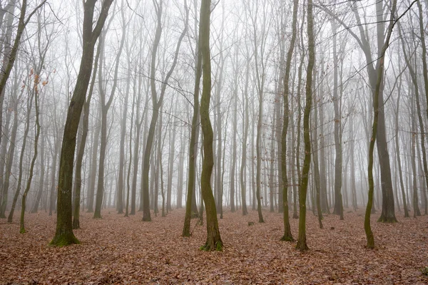 Foresta in una nebbiosa mattina d'autunno — Foto Stock