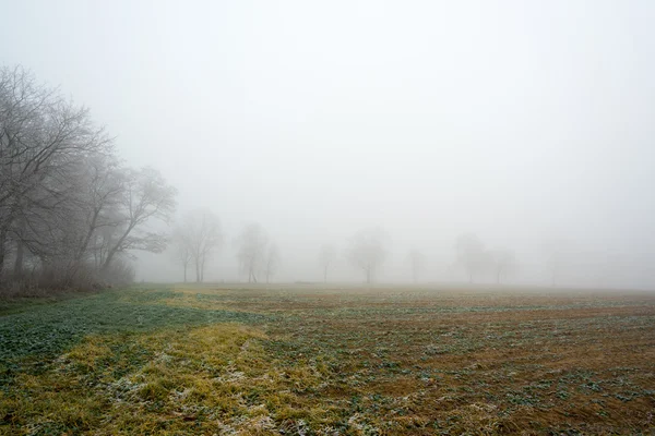Gelido mattina d'autunno nebbioso — Foto Stock