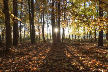 Bir ormandaki sonbahar günbatımı