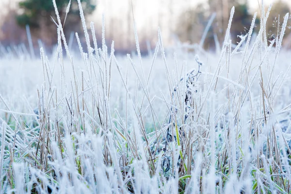 Gras bedekt met white frost — Stockfoto